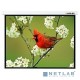 Экран Lumien 154x240см Master Picture LMP-100134 16:10 настенно-потолочный рулонный