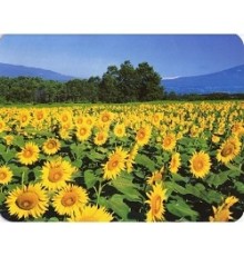 Коврик для мыши Buro BU-M20036 рисунок/подсолнухи [817310]